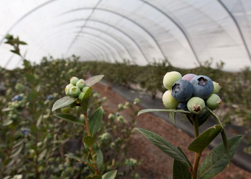 Florida blueberries hit prime market window The Packer